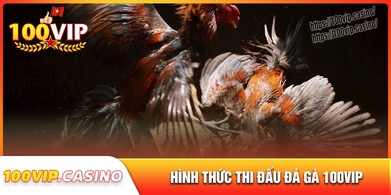 Hình thức thi đấu đá gà trực tiếp nổi bật trên 100vip
