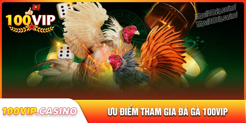 Vì sao nên chọn sảnh đá gà 100vip để cá cược?